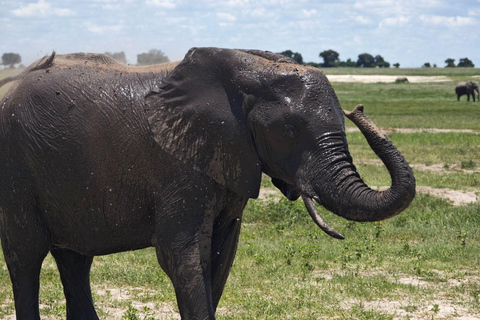 Livingstone: Chobe Safari, Crocodile viewing & Village Tour
