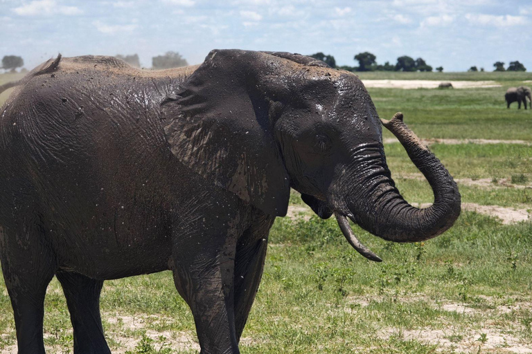 Livingstone: Chobe Safari, Crocodile viewing & Village Tour