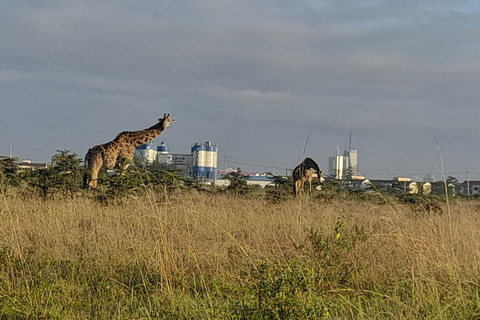 Parque Nacional de Nairobi: safari temprano por la mañana o por la tardeRecogida en el hotel desde Nairobi.