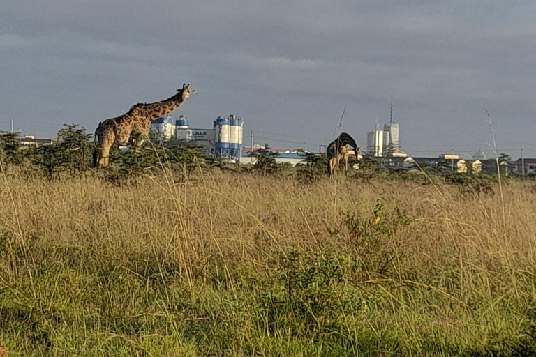 Parque Nacional de Nairobi: safari temprano por la mañana o por la tardeRecogida en el hotel desde Nairobi.