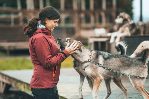 Tromsø: ontmoet husky&#039;s en geniet van zelfgemaakte chocoladetaart