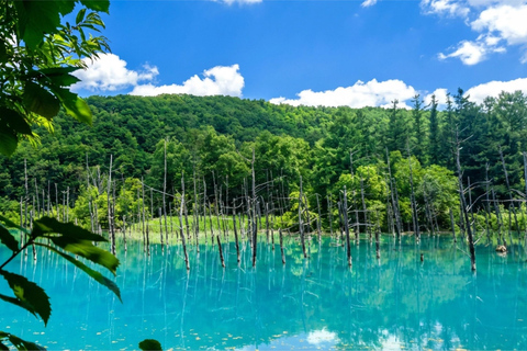 Summer Hokkaido: Furano lavender, Blue Pond,Shikisai-no-Oka 7:50 am meet at Odori Park subway station exit 31