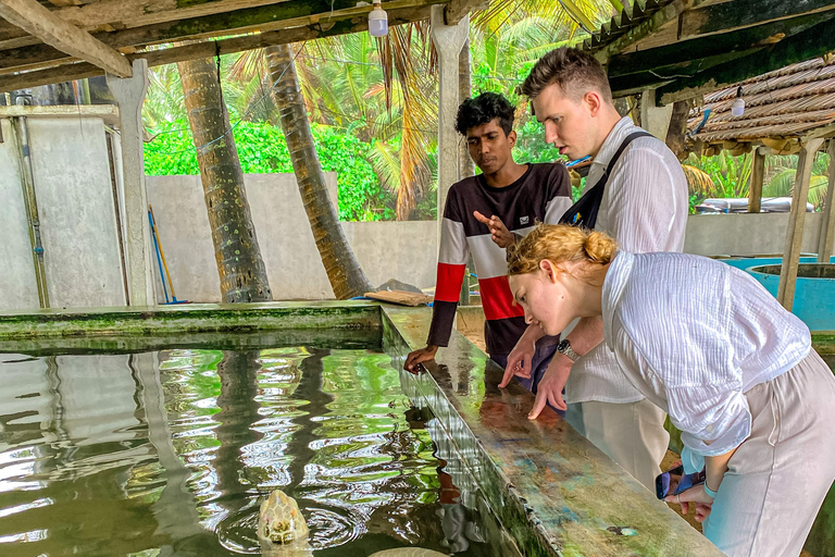 Madu River Boat Safari & Traditional Mask Workshop Visit Pick-up From: Hikkaduwa