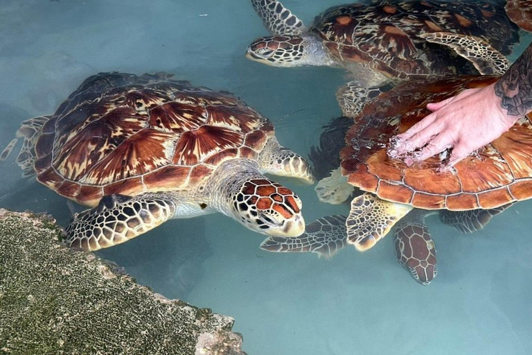 Zanzibar : excursion « Salaam Cave Swimming with Turtles » (baignade avec les tortues dans la grotte de Salaam)Visiteurs de la visite privée de Paje, Kizimkazi, Michanvi, Jambia