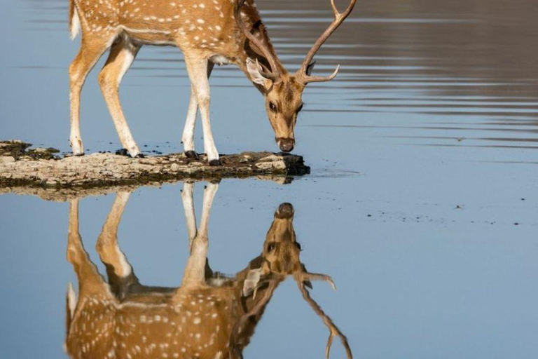 Day Trip From Jaipur To Ranthambore Safari