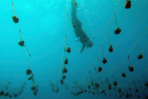 Zanzibar: Discover Jambiani Unique Sponge Farming Tour