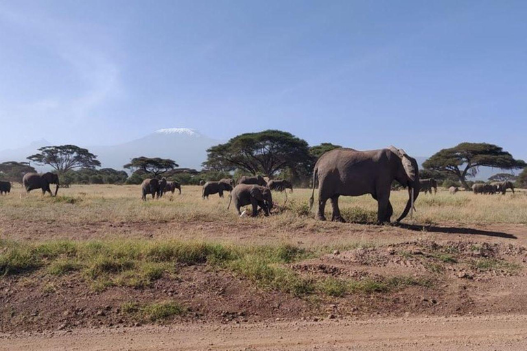 Nairobi : Excursion d&#039;une journée dans le parc national d&#039;Amboseli avec déjeuner