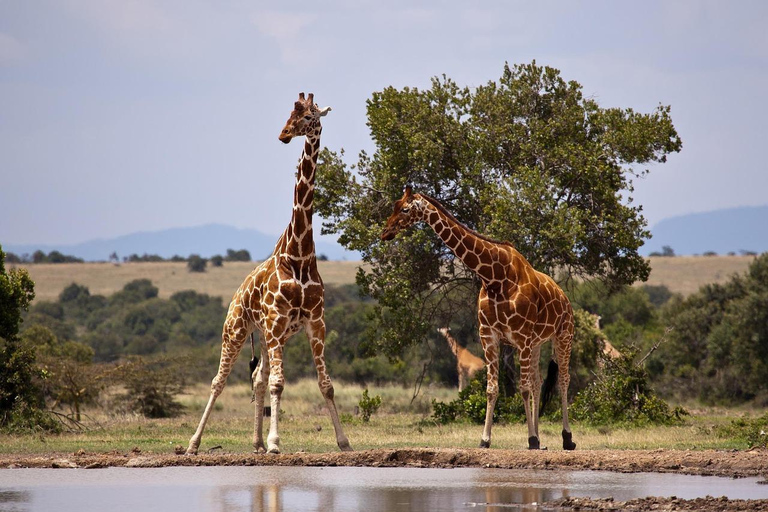 Tsavo East & Salt Lick Safari Lodge 3-Day Tour from Mombasa