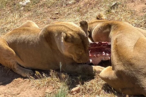 Le Cap : Dégustation de vin et d'animaux sauvages dans la réserve Aquila Game Reserve