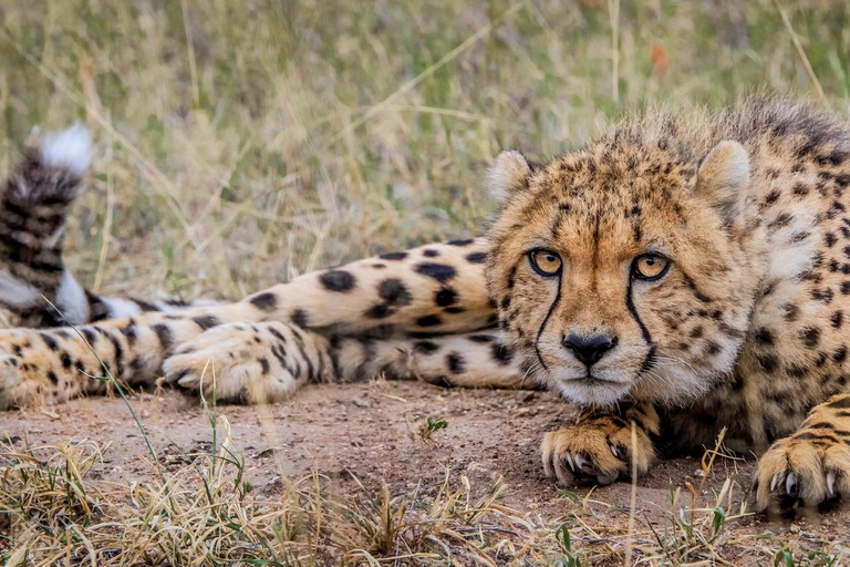 Safari aérien de 5 jours au Kruger (Big 5) au départ de Johannesburg