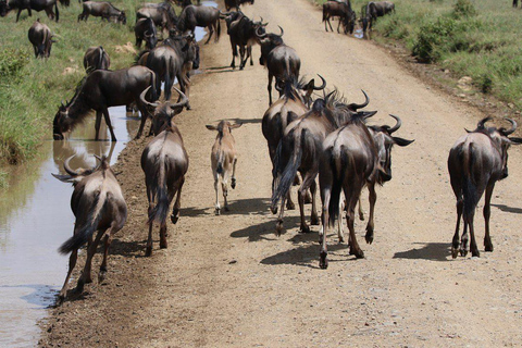 Expédition privée de migration des merveilles de la faune et de la flore