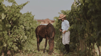Vino & Vista, Berat's Wine Journey and Cultural Heritage - Housity