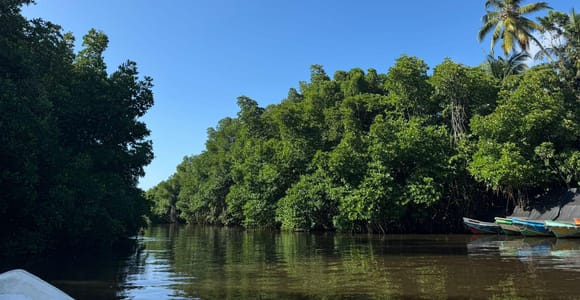 Bentota: River Boat Safari and Tuk-Tuk Ride with Pickup-Drop