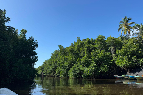 Bentota: River Boat Safari and Tuk-Tuk Ride with Pickup-Drop