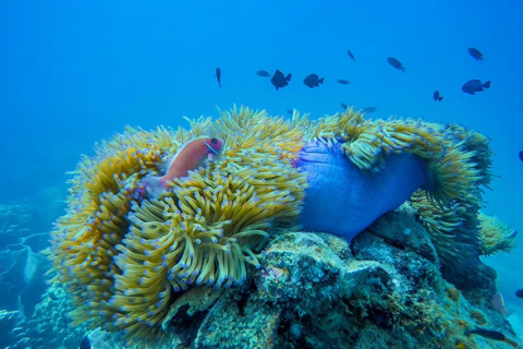 Z Koh Chang: 4 wyspy Snorkel &amp; Beach Tour dużą łodziąRejs wycieczkowy na 4 wyspy: Z transferem do hotelu