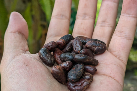 CACAO WORKSHOP BIJ CASA JOCOLATE