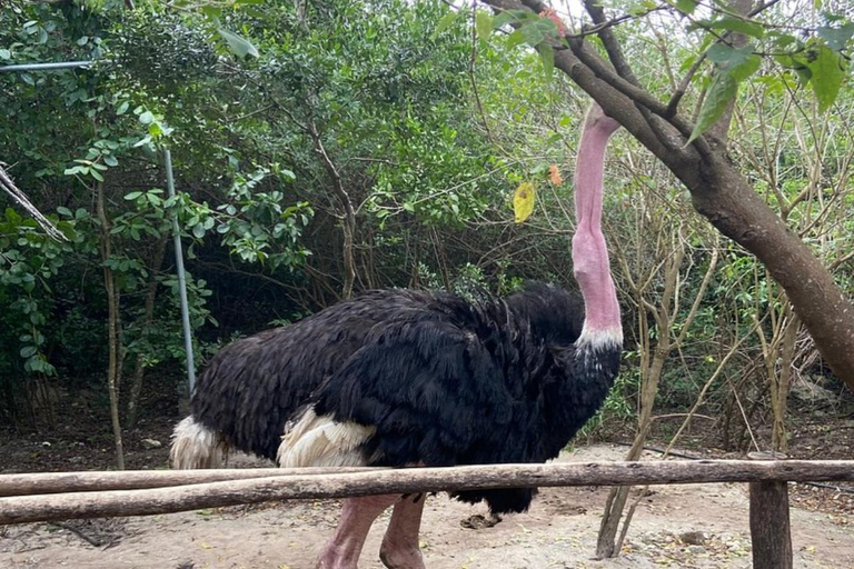 Zanzibar: Nungwi kilosa Conservation zoo half day tour Private tour for the gusts from Nungwi only