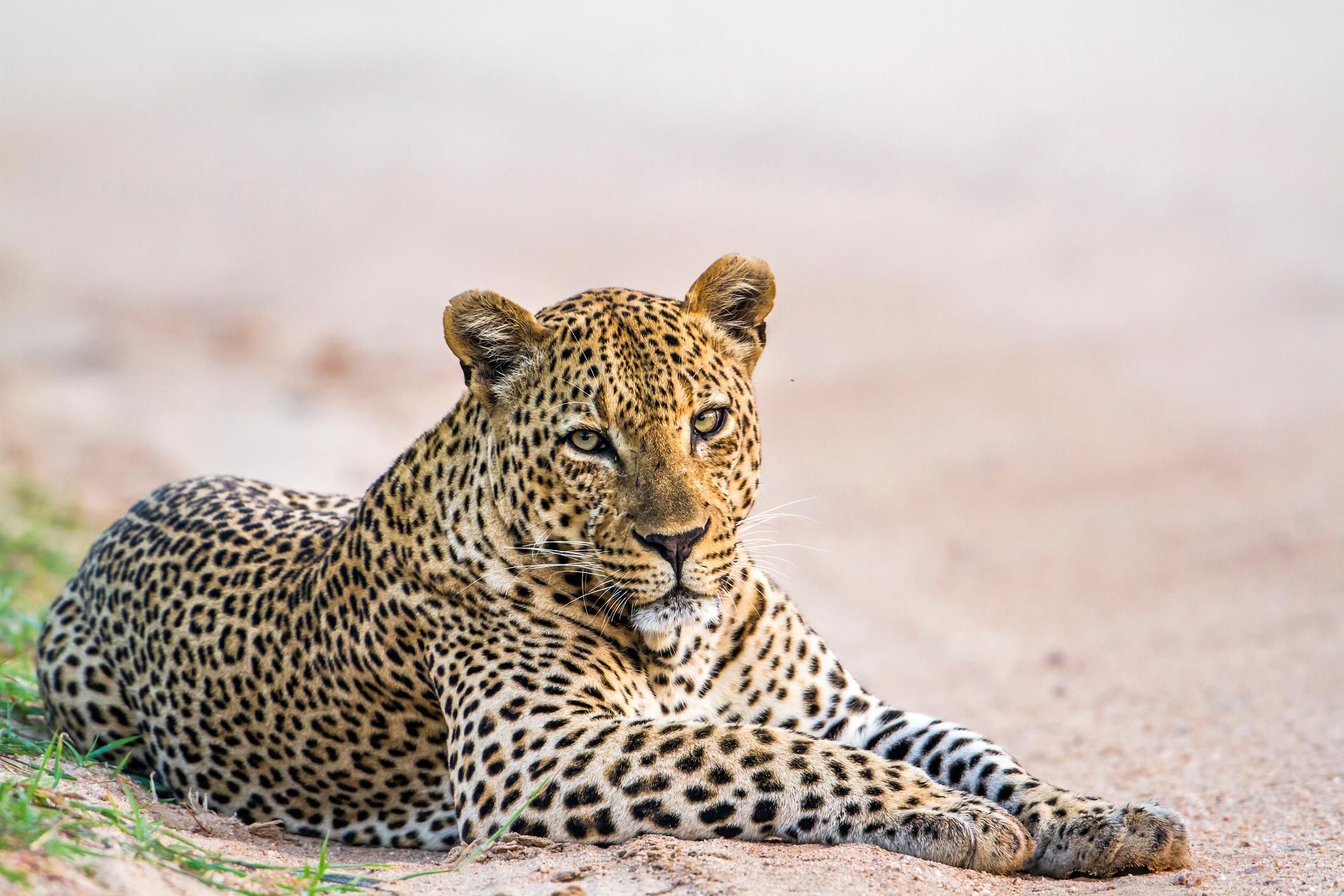 YALA-SAFARI-TOUREN: Galle/Mirissa/Matara/Tangalle/Ella & mehr