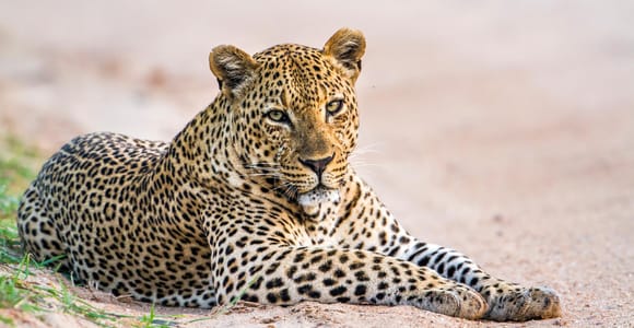 YALA-SAFARI-TOUREN: Galle/Mirissa/Matara/Tangalle/Ella & mehr