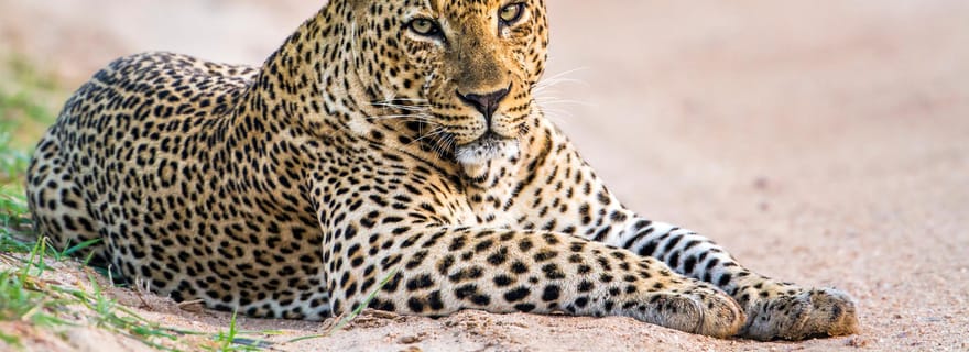 Parc national de Yala : visites privatives le matin et l'après-midi