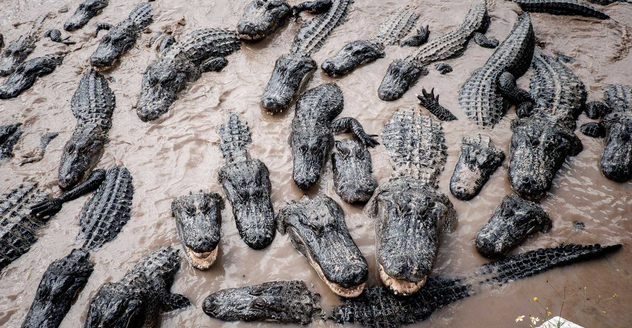 From Miami: Everglades Airboat Gator Spotting Tour photo 10