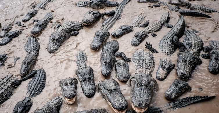 From Miami: Everglades Airboat Gator Spotting Tour photo 10