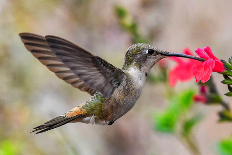 Tour and visit to the hummingbird sanctuary in Cusco