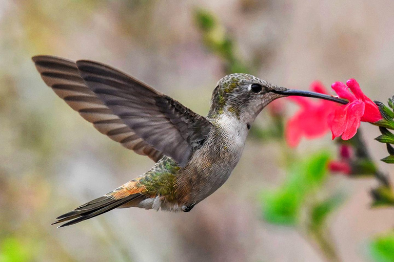 Tour and visit to the hummingbird sanctuary in Cusco