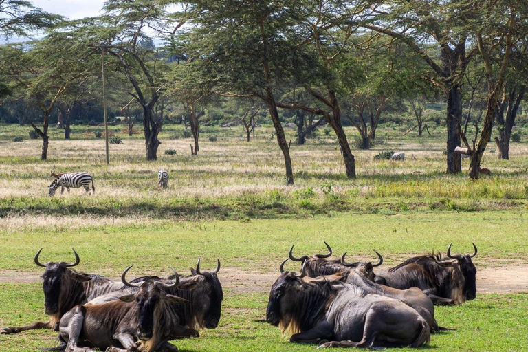 Vanuit Nairobi: Tocht door Hell's Gate National Park &amp; Lake Naivasha