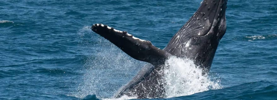 Dana Point : Observation des baleines et des dauphins