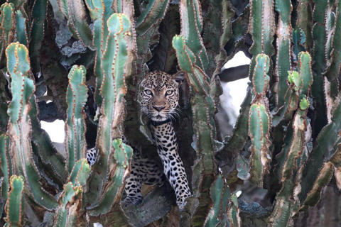 From Kampala: 3-Day Murchison Falls National Park Safari
