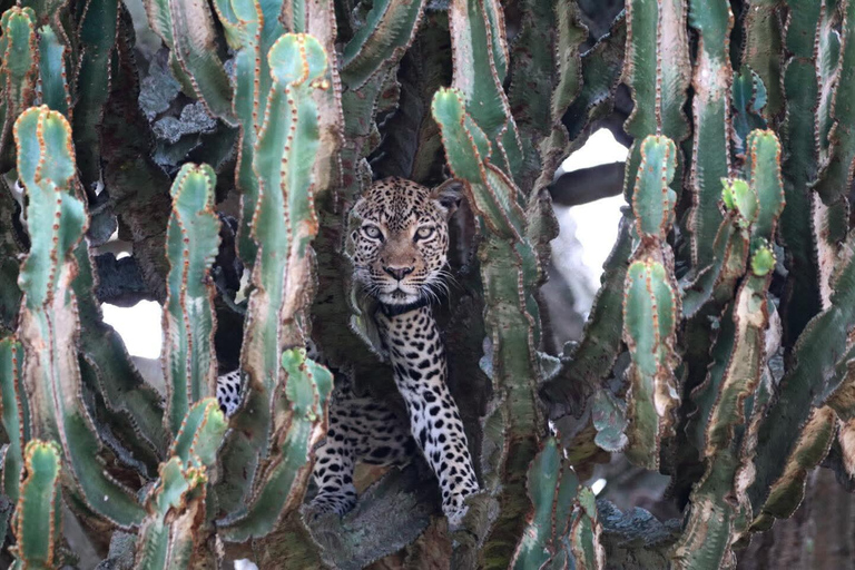 From Kampala: 3-Day Murchison Falls National Park Safari