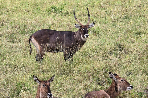 From Nairobi: Lake Nakuru National Park Safari with Lunch