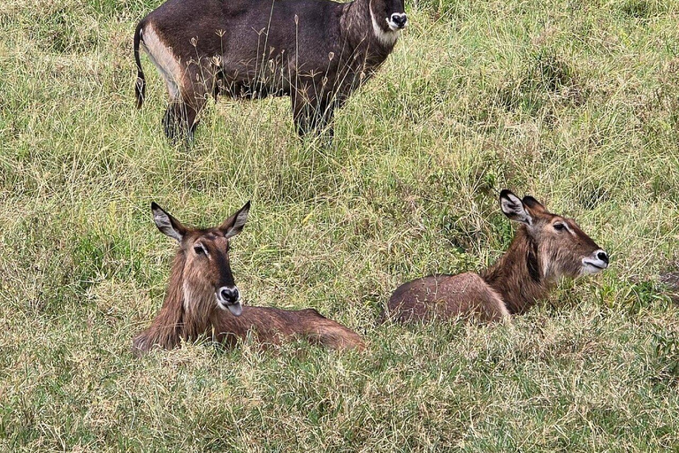From Nairobi: Lake Nakuru National Park Safari with Lunch