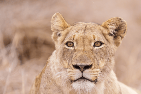 Tour safari di 2 giorni nel Parco Nazionale Kruger da Johannesburg