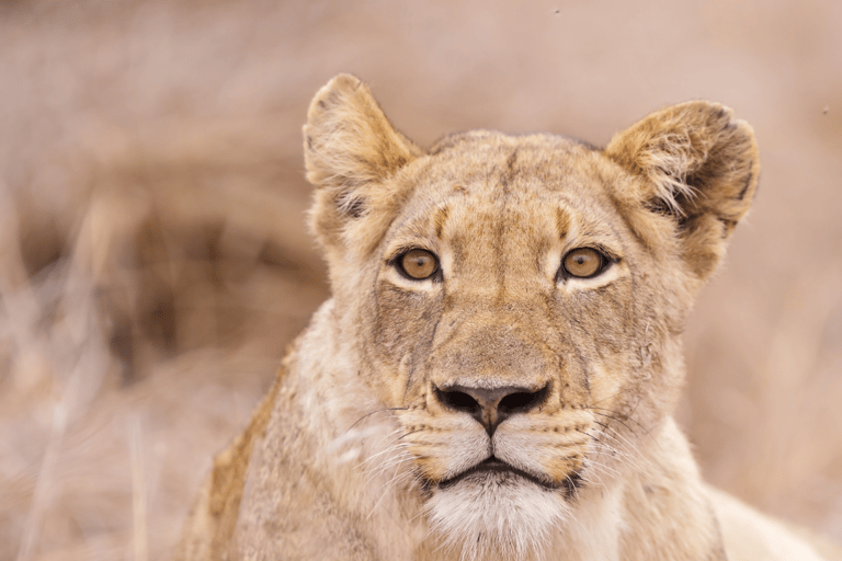 2-Day Kruger National Park Safari Tour from Johannesburg