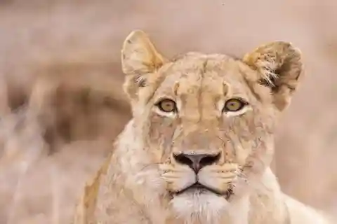 Joanesburgo: 3 dias no Parque Nacional Kruger e na Rota Panorâmica...