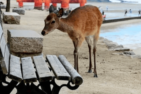 “Miyajima & Hiroshima Peace Memorial Private Guided Tour”