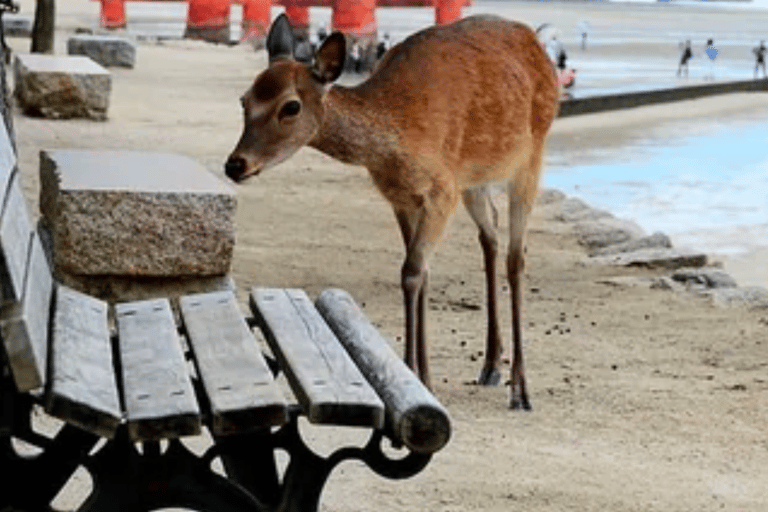 “Miyajima & Hiroshima Peace Memorial Private Guided Tour”