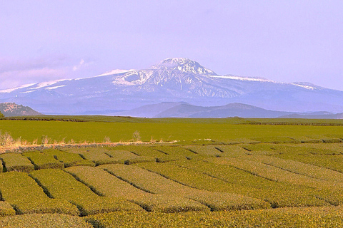جيجو: جولة مجموعة صغيرة مع قطف الكاميليا واليوسفي