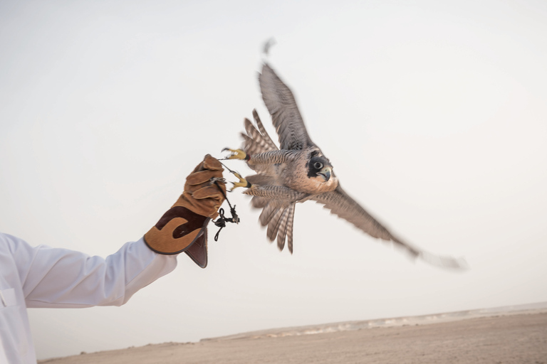 Qatar: Experiência privada de falcoaria com falcoeiros locais