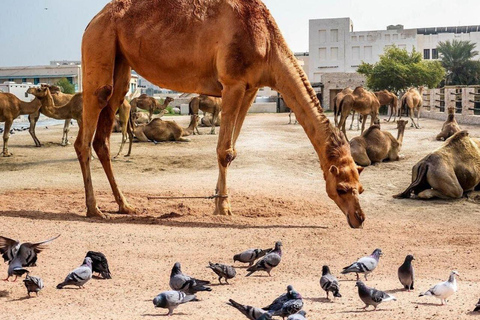 多哈：瓦吉夫集市导览与定制漫步之旅多哈：瓦吉夫集市导览之旅与策展步行导览