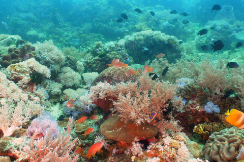 Coron: Apo Reef and Busuanga Freediving Expedition Tour