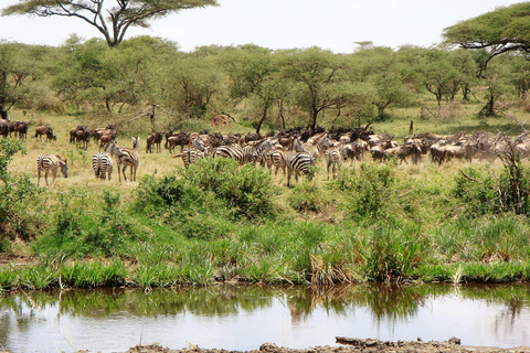 8 Days Comfort Safari+Walking Trip.