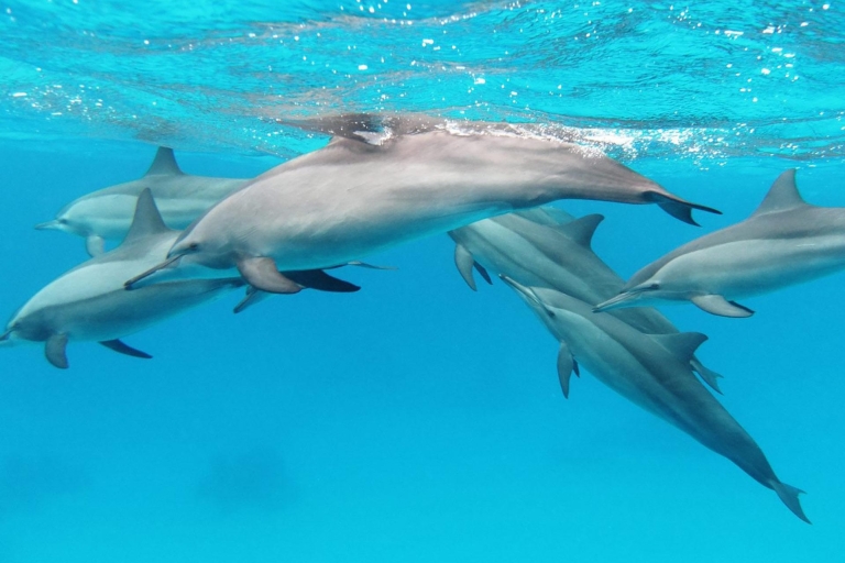 Schwimme mit den Delfinen