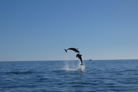 Sesimbra: Tour in barca per l&#039;osservazione dei delfini di Arrábida con biologoSesimbra: Tour in barca con biologo per l&#039;osservazione dei delfini di Arrábida