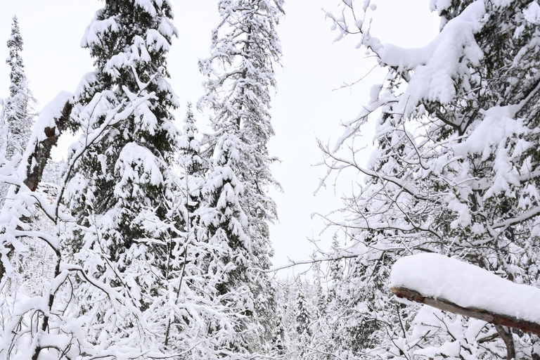 Rovaniemi: Korouoma Frozen Waterfalls Hike & Hot BBQ Lunch Rovaniemi: Korouoma Small Group Guided Hike & Hot BBQ lunch