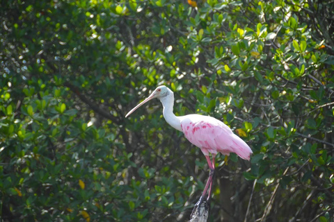 New Smyrna Beach: Guided Clear Kayak Tour with Wildlife