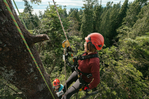 Vancouver Tree Climbing Tour: Canopy Expedition Adventure