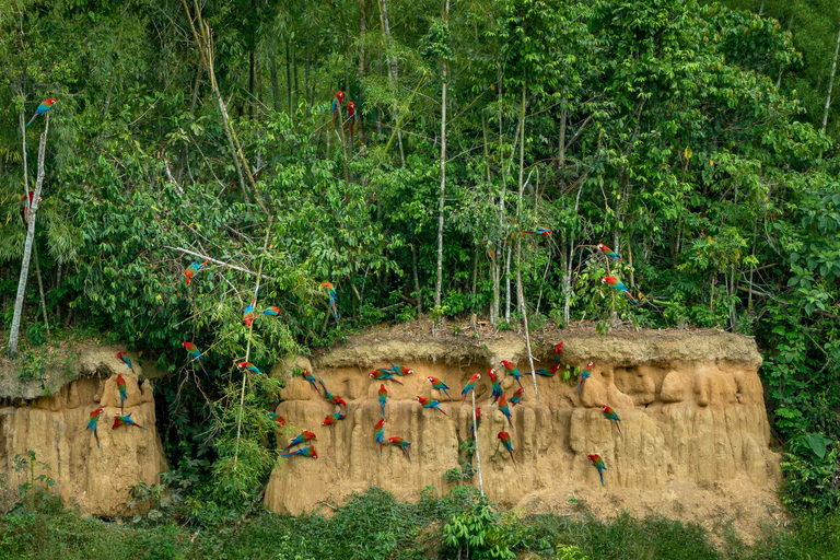 From Cusco: 3-Day Manu Amazon Jungle Expedition & Photos